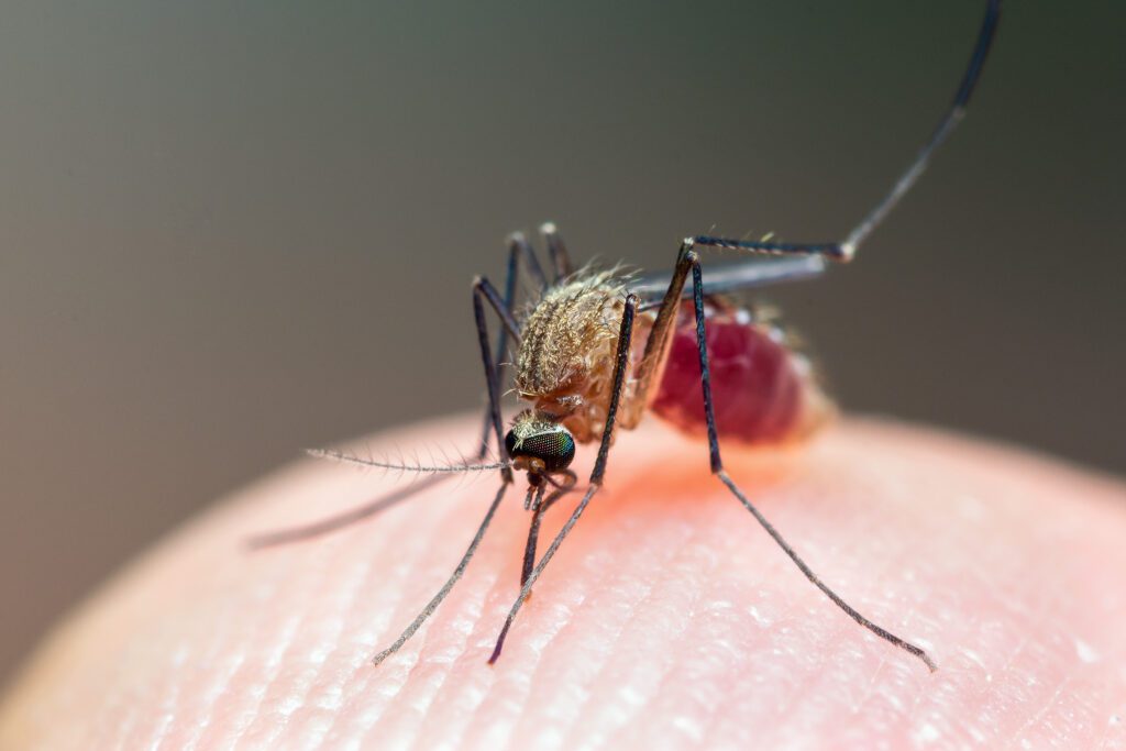 Close up of Mosquito  sucking human blood, Thailand.