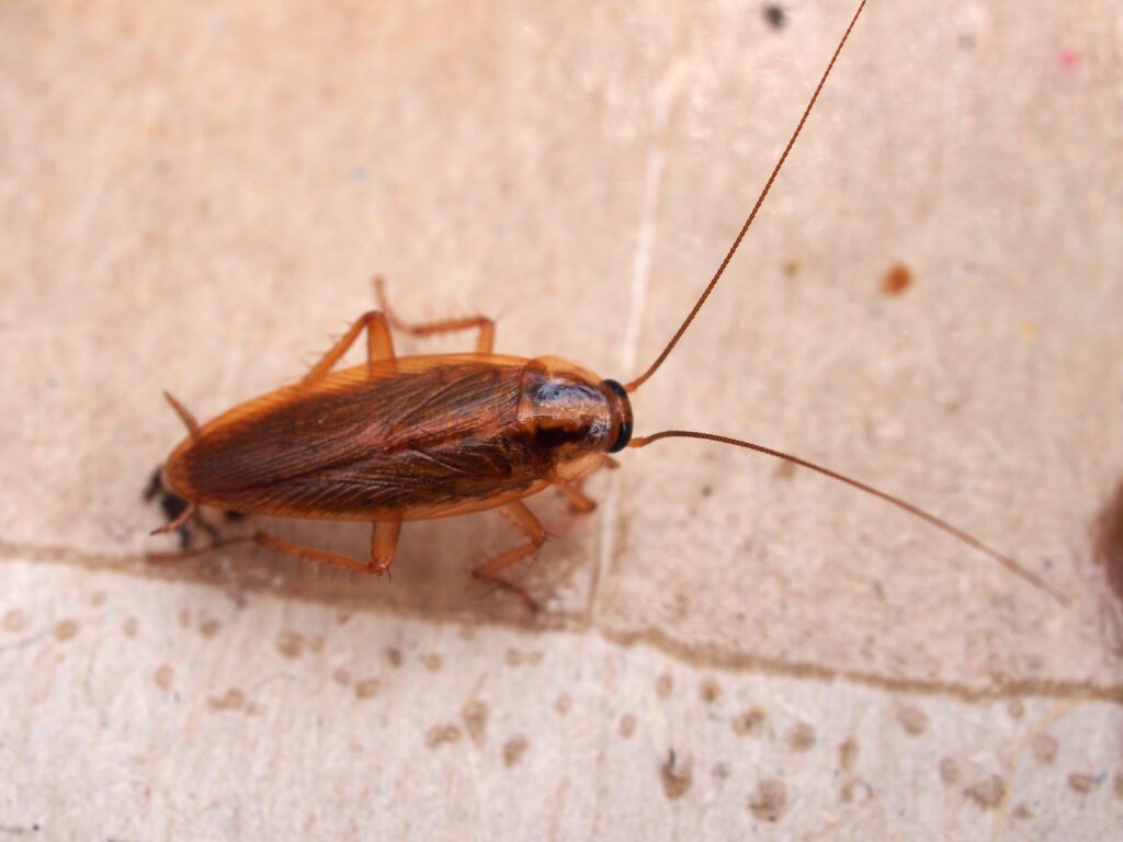 A cockroach stuck to sticky paper. Home of the harmful insect. Close up.