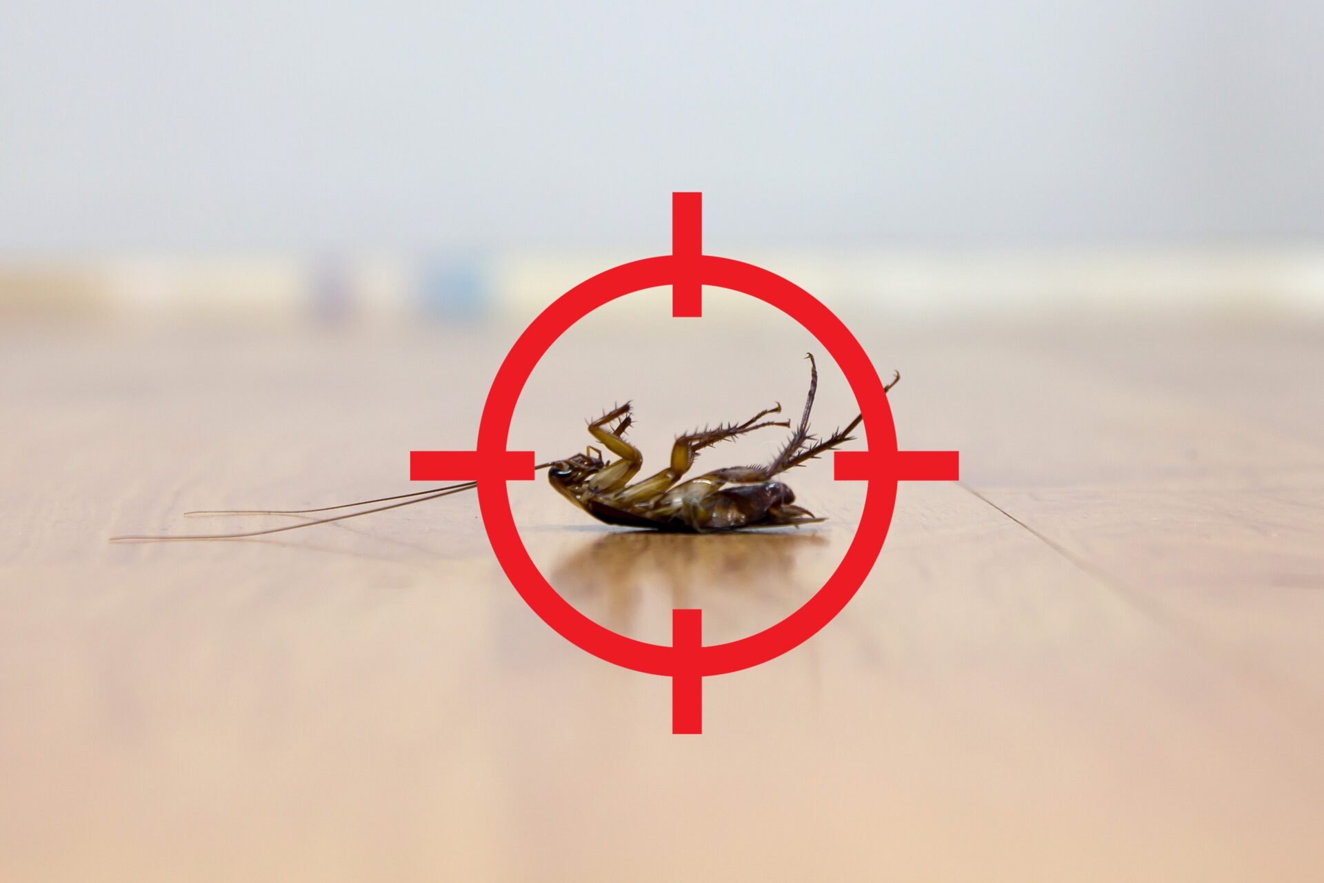 gun target to kill cockroach , pest control concept