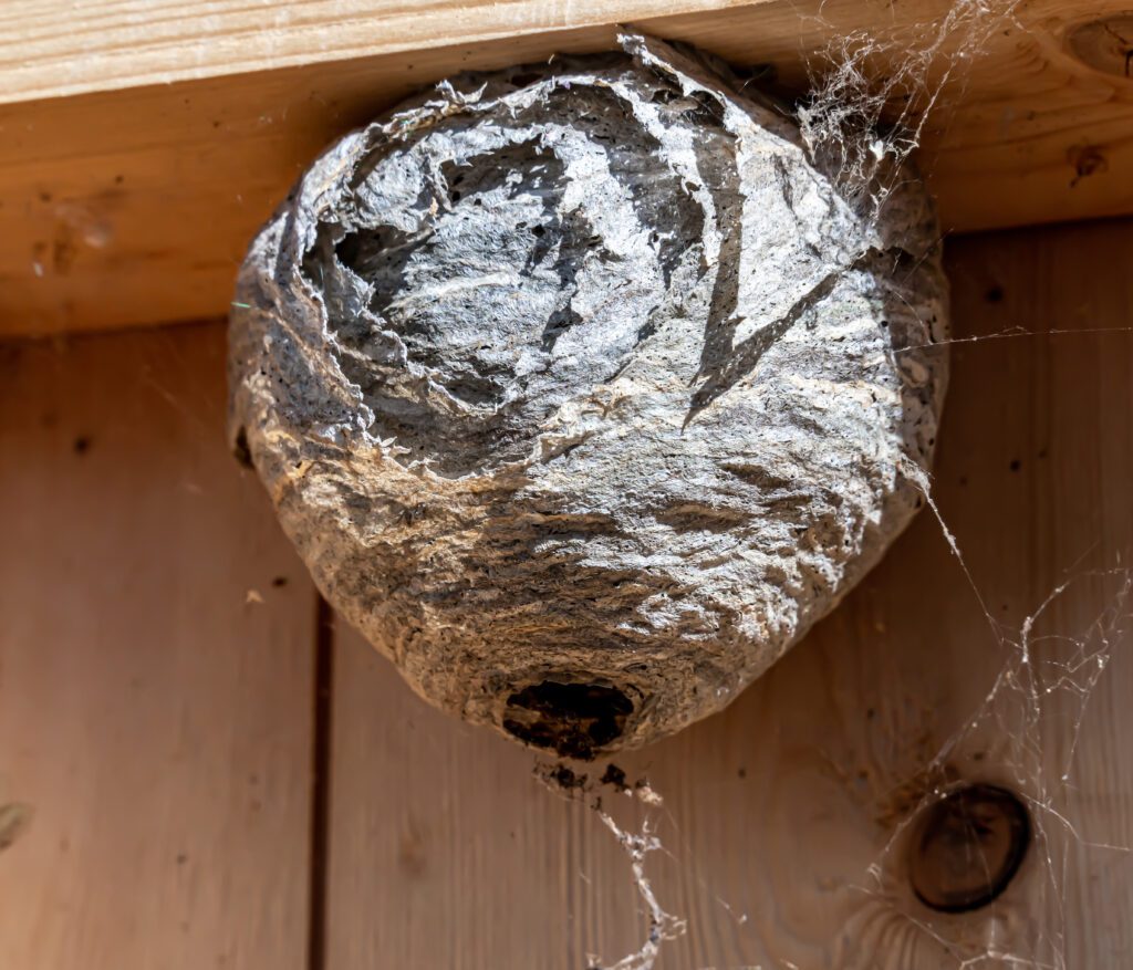 Hornet wasps nest on the inside frame of a house wall. Pest control work. Close up. High quality photo