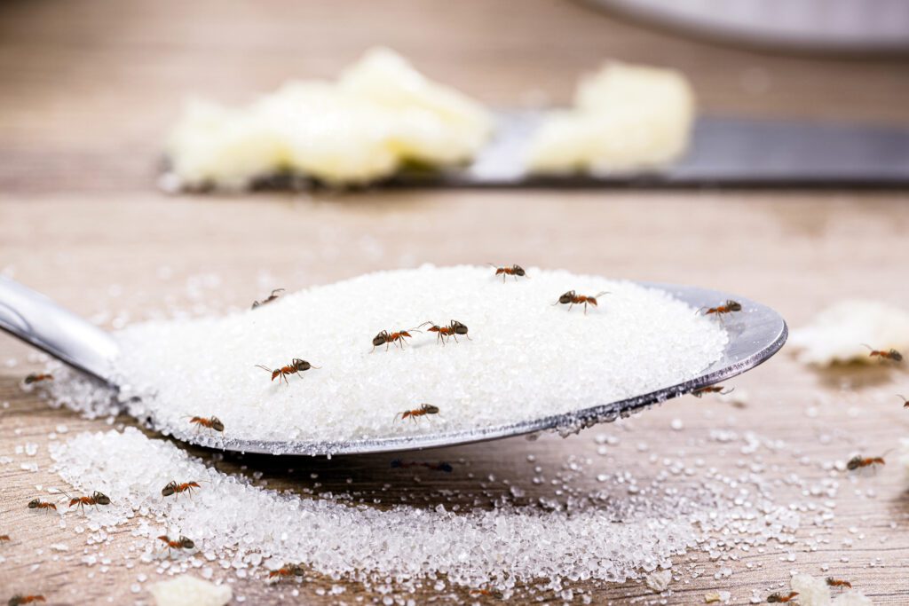 candy ant on sugar spoon inside the kitchen, house pest, urban pest