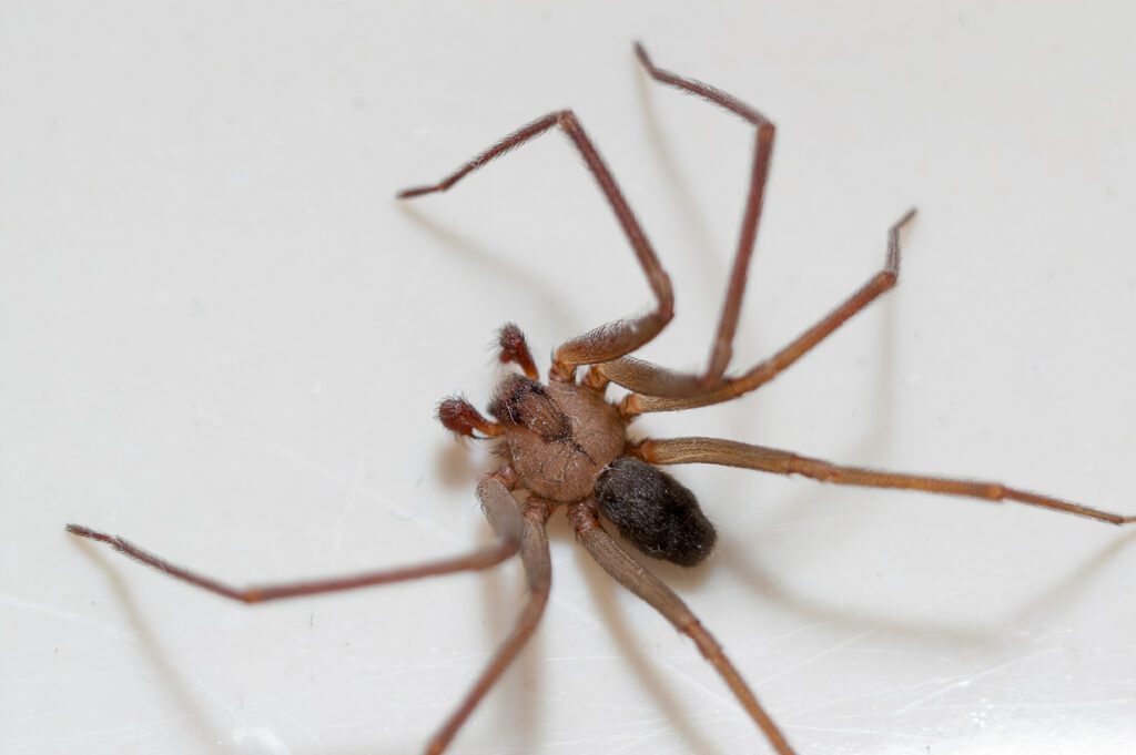 Brown Recluse Spider sitting on a white background.