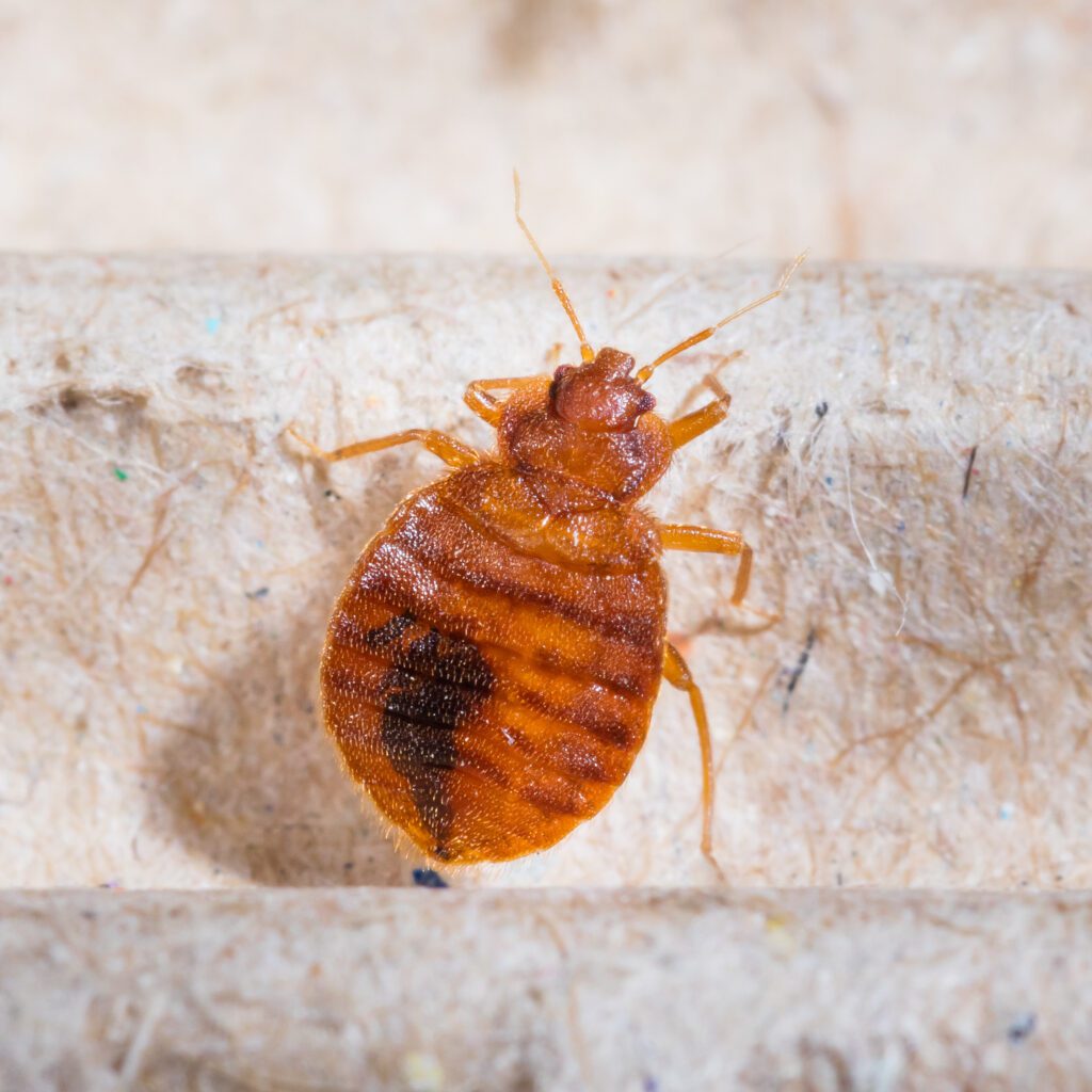 Close up adult cimex lectularius on corrugated recycled paper, bedbug, blood sucker