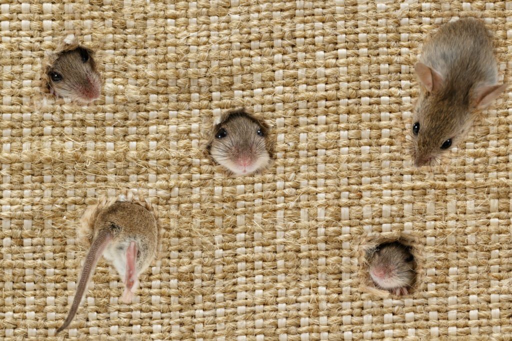 closeup the heads of the field mouses (Apodemus agrarius) peeps from the holes in the linen sack, one mouse climbs into hole.